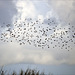 Sturnus vulgaris, Bando de Estorninho-malhado,