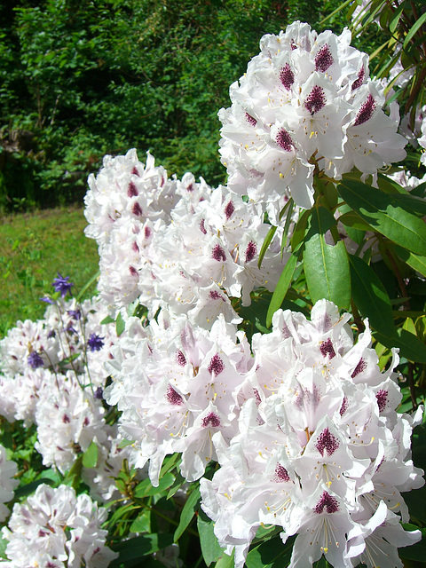 097 Rhododendron übertrumpft mit Blütengröße