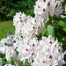 097 Rhododendron übertrumpft mit Blütengröße