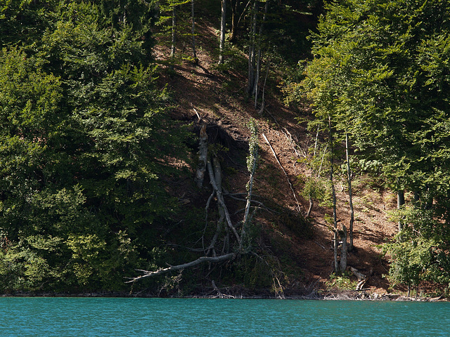 Plitvička Jezera, Forest on the Banks