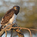 Circaète à poitrine noire (Black-chested snake eagle )