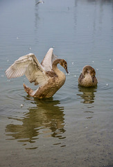 Young Swans