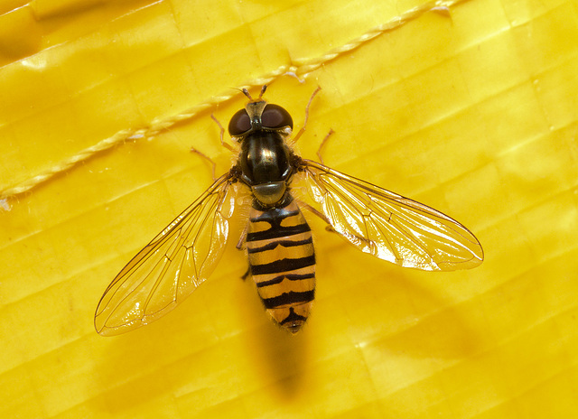 EF7A4259 Hoverflyv2