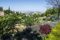 Vistas de la Alhambra y el barrio del Albaicín desde los jardines del Generalife