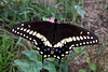 Black Swallowtail Butterfly