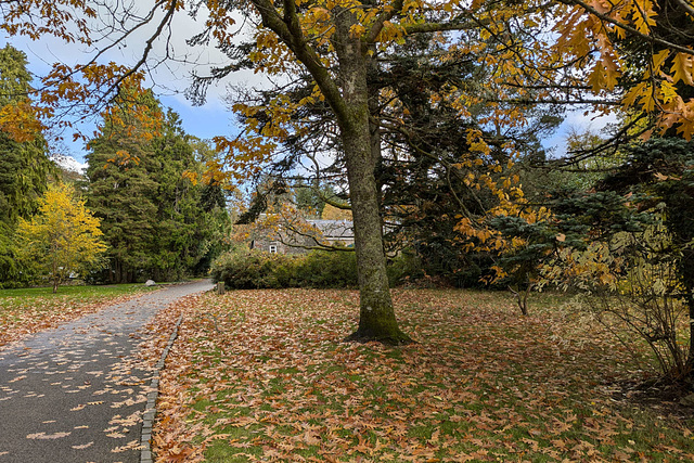 Autumn Colours In Balloch Park