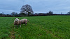 New field for the sheep