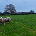 New field for the sheep