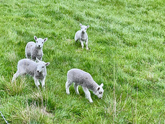 Spring Lambs
