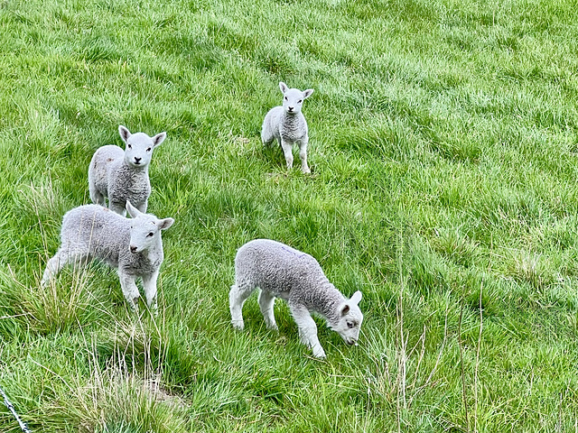 Spring Lambs