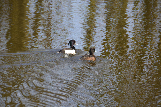 Tufted Ducks