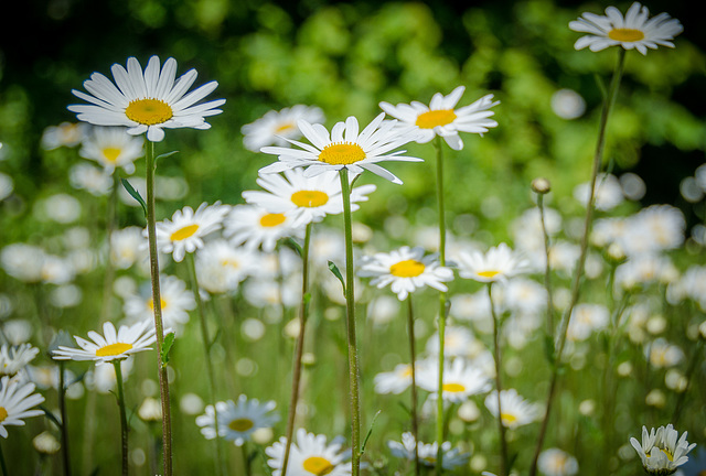 Spring Meadow