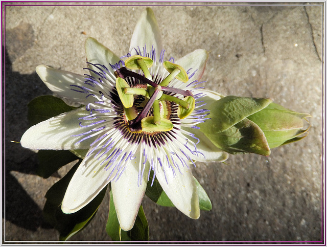 Blaue Passionsblume (Passiflora caerulea) ©UdoSm
