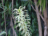 Vegetación en Costa Rica