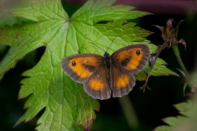 Gatekeeper Butterfly