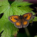 Gatekeeper Butterfly