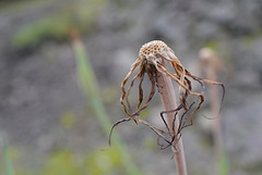 Tragopogon dubius, Canada L1010158