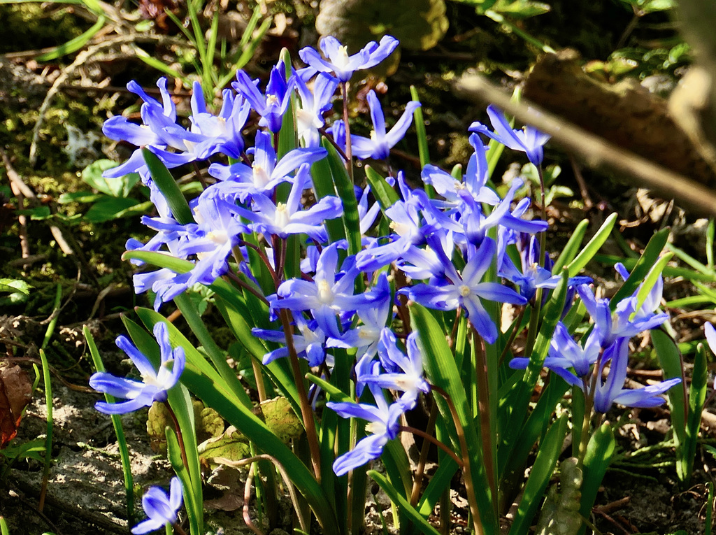 Frühlingsblüher (Blausterne)