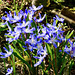 Frühlingsblüher (Blausterne)