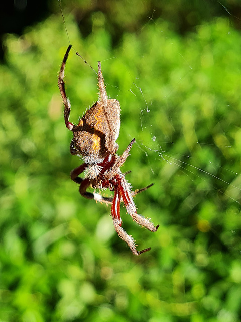 Garden orb weaver