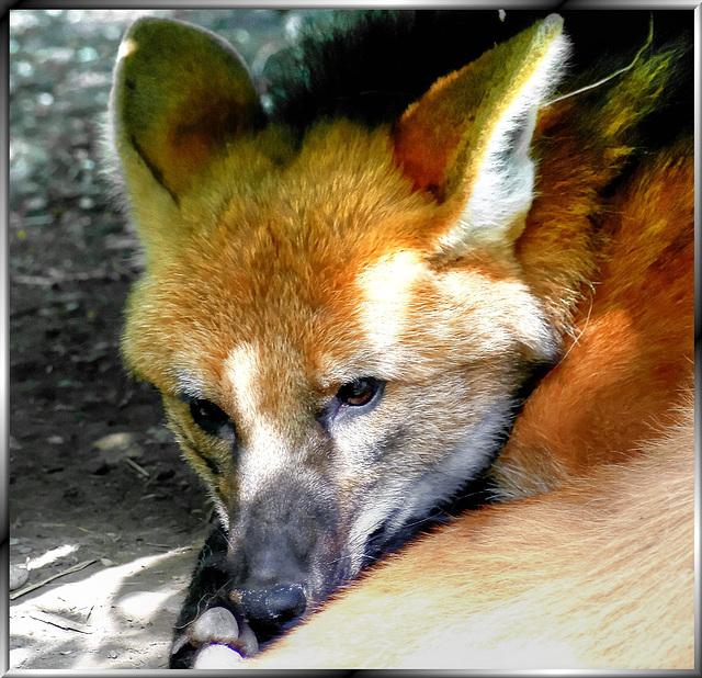 Siesta beim Mähnenwolf. ©UdoSm