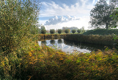 Dutch polder