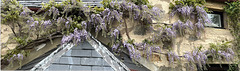 Wisteria