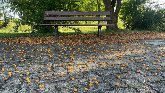Happy Fruity  Bench Monday