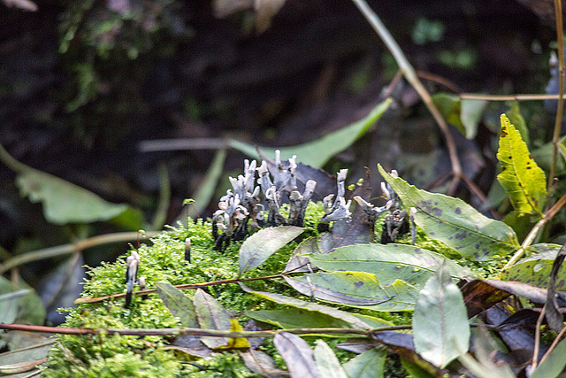 20151010 9282VRTw [D~H] Pilz, Wisentgehege, Springe-Deister