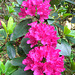098 Rhododendron übertrumpft mit Blütengröße
