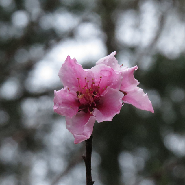 Nectarine flower