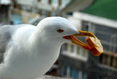 Seagull in Istanbul