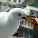 Seagull in Istanbul