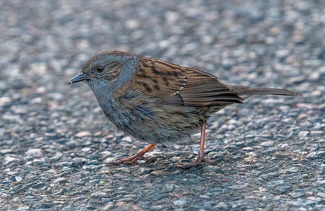 A dunnock