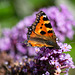 Small Tortoiseshell Butterfly