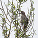 Day 6, Long-billed Thrasher / Toxostoma longirostre