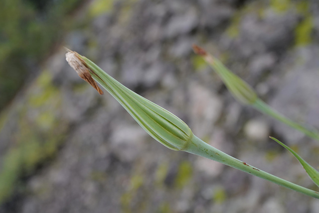 Tragopogon dubius, Canada L1010157