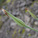 Tragopogon dubius, Canada L1010157