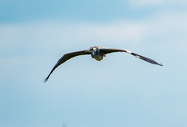 A heron in flight