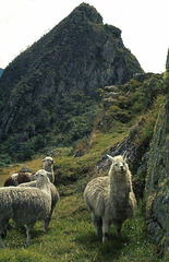 Machu Picchu ...