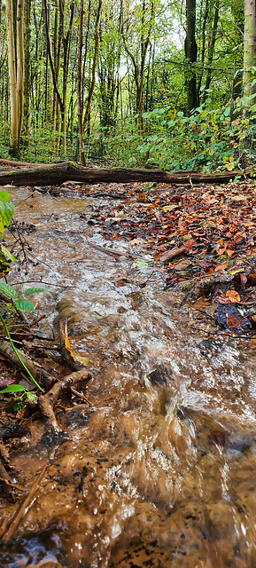 Fforest Fawr stream