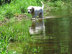 Branco enjoying wading in the pond