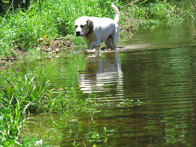 Branco enjoying wading in the pond