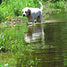 Branco enjoying wading in the pond