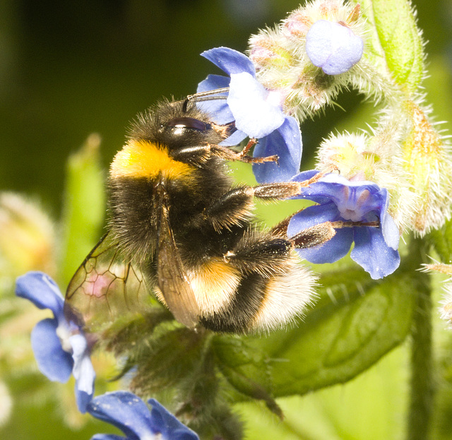 IMG 9600 Bumblebee-1