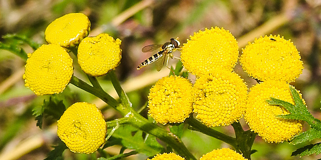 20230809 3666CPw [D~PB] Rain-Farn, Langbauchschwebfliege (Sphaerophoria scripta), Steinhorster Becken