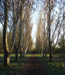 Anglesey Abbey 2010-11-16 013