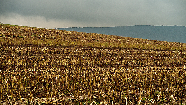 abgeerntet