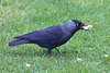 EOS 6D Peter Harriman 15 45 34 1607 Jackdaw dpp