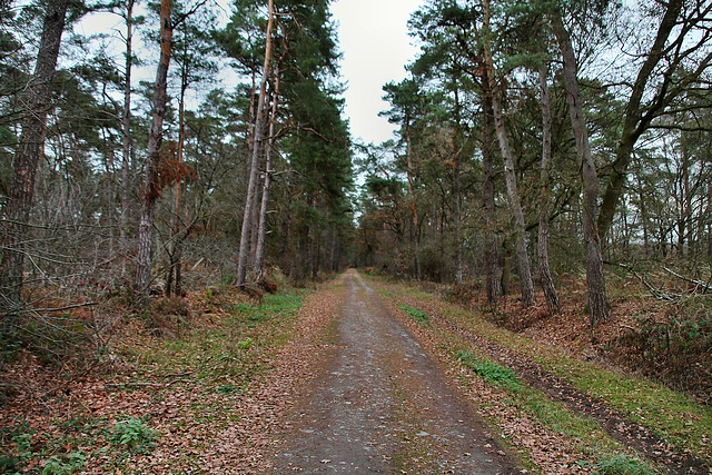 Ahsener Allee (Haard, Datteln) / 1.12.2018